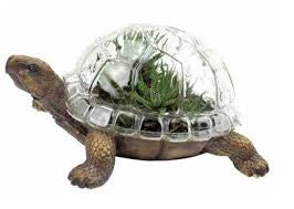 https://www.google.com/url?sa=i&url=https%3A%2F%2Fwww.artisanhome.com.au%2Fproducts%2Fturtle-terrarium-planter&psig=AOvVaw1mW-zs5hV7RWIwTwOfwL_u&ust=1584616329866000&source=images&cd=vfe&ved=0CAIQjRxqFwoTCMiJrZXyo-gCFQAAAAAdAAAAABAD